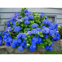 Hortenzia kalinolistá - Hydrangea macrophylla 'Early Blue'® P14