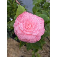 Kamélia Japonská  - Camellia japonica 'William Bartlett' Co2.5L 30/40