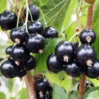 Ríbezľa čierna stromčeková - Ribes nigrum 'Othello' KM60