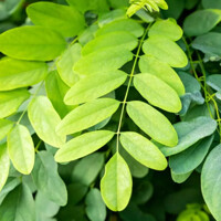 Agát biely - Robinia pseudoacacia ´Umbraculifera´ KM150