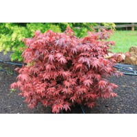 Javor dlaňolistý  - Acer palmatum 'Shaina'  20/30  Co2,5L