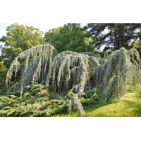 Céder atlantský - Cedrus atlantica 'Glauca Pendula' Co90L 300/350