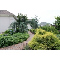 Céder atlantský - Cedrus atlantica 'Glauca Pendula' Co90L 300/350