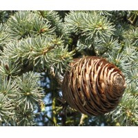 Céder atlantský - Cedrus atlantica 'Glauca Pendula' Co90L 300/350
