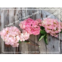 Hortenzia metlinatá - Hydrangea paniculata 'Sundae Fraise'-  40/50cm