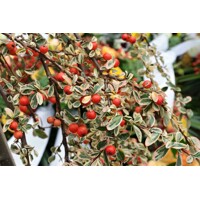 Skalník dammerov - Cotoneaster dammeri  V9 15/20