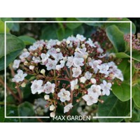 Kalina vavrinolistá - Viburnum tinus ´Eve Price´ Co3L  25/30