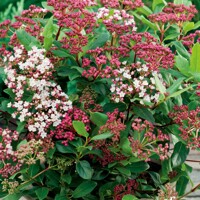 Kalina vavrinolistá - Viburnum tinus ´Eve Price´ Co3L  25/30