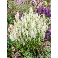 Salvia nemorosa ´Shneehügel´