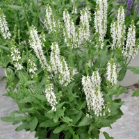 Salvia nemorosa ´Shneehügel´