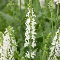 Salvia nemorosa ´Shneehügel´