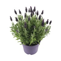 Levandu?a  - Lavandula Stoechas