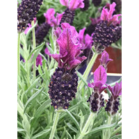 Levandu?a  - Lavandula Stoechas
