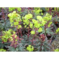 Euphorbia amygdaloides ´Purpurea´ Co1,5L