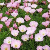 Pupalka - Oenothera speciosa 'Siskiyou Pink' P14