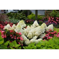 Hortenzia metlinatá - Hydrangea paniculata 'Little Lime'  -15/20cm