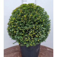 Tis oby?ajný - Taxus baccata - tvar gu?a 35cm