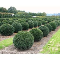 Tis oby?ajný - Taxus baccata - tvar gu?a 35cm