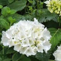 Hortenzia kalinolistá - Hydrangea macrophylla 'Hot Red' Co4L 25/30