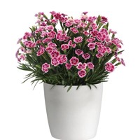 Dianthus gratianopolitanus 'Pink Kisses' P12