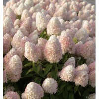 Hortenzia metlinatá - Hydrangea Paniculata ´Magical Summer´ - 50/60cm