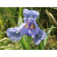 Kosatec nízky - Iris pumila ´Blue Denim´