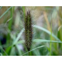 Perovec psiarkovitý - Pennisetum alopecuroides 'Black Beauty´