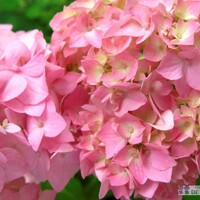 Hortenzia kalinolistá - Hydrangea macrophylla  - ružová Co9L 30/40