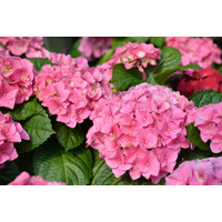 Hortenzia kalinolistá - Hydrangea macrophylla  - ružová Co9L 30/40