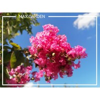 Myrta krepová tmavo ružová - Lagerstroemia indica ´Rosea Grassi ´