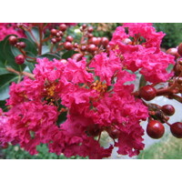 Myrta krepová tmavo ružová - Lagerstroemia indica ´Rosea Grassi ´