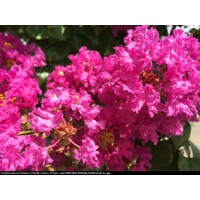 Myrta krepová tmavo ružová - Lagerstroemia indica ´Rosea Grassi ´