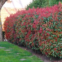 Červienka, Fotínia - Photinia fraseri ´Red Robin´ KM100