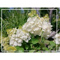 Hortenzia metlinatá - Hydrangea paniculata 'Magical Mont Blanc' - 30/40cm