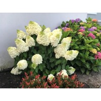Hortenzia metlinatá - Hydrangea paniculata 'Magical Mont Blanc' - 30/40cm