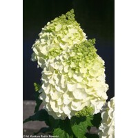 Hortenzia metlinatá - Hydrangea paniculata 'Magical Mont Blanc' - 30/40cm