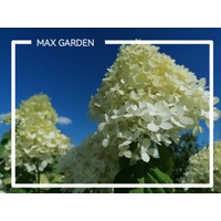 Hortenzia metlinatá - Hydrangea Paniculata ´Limelight´  - 40/50cm
