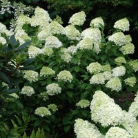 Hortenzia metlinatá - Hydrangea Paniculata ´Limelight´  - 40/50cm