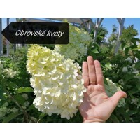 Hortenzia metlinatá - Hydrangea Paniculata ´Limelight´  - 40/50cm