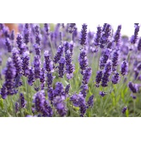 Levanduľa úzkolistá  -  Lavandula angustifolia 'Hidcote Blue'  P12