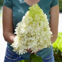 Hortenzia metlinatá - Hydrangea Paniculata ’Limelight'  Co2L 40/60