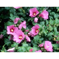 Ibištek - Hibiscus syriacus ´Woodbridge´ Co7,5L Km60