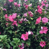 Ibištek - Hibiscus syriacus ´Woodbridge´ Co7,5L Km60