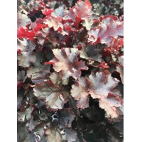 Heuchera micrantha ’Palace Purple’ Co13