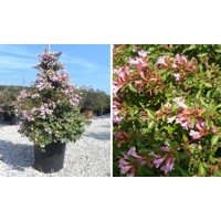 Abélia veľkokvetá  - Abelia grandiflora ´Edward Goucher´ - 30/40cm