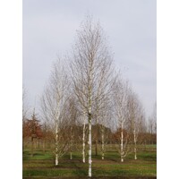 Betula utilis ´Jacquemontii´Co10L 125/150 - tvar viackmeň