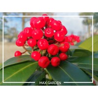 Skimmia japonica ‘Reevesiana’ Co13