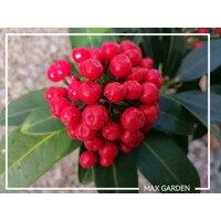 Skimmia japonica ‘Reevesiana’ Co13