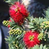 Tyčinkovec, krásnokvet  - Callistemon viminalis 'Little John' Co2L