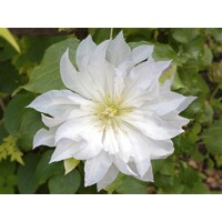 Plamienok - Clematis 'First Love'